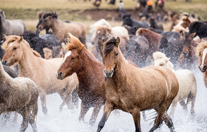 Icelandic horse