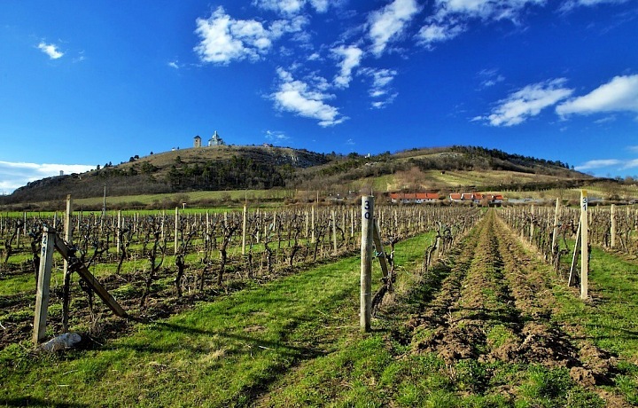 Vineyard near Mikulov