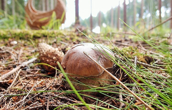 Mushrooms are everywhere