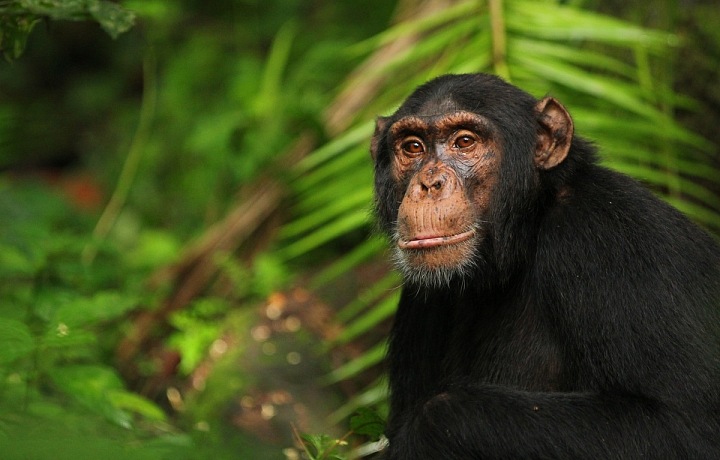Chimpanzees in Uganda
