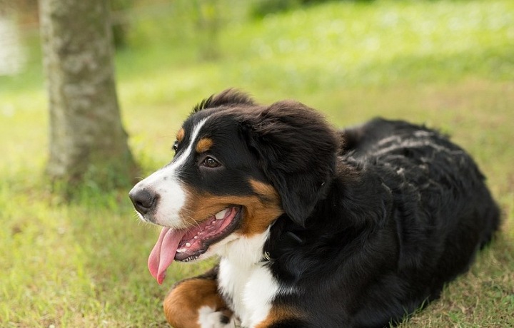 Bernese mountain dog