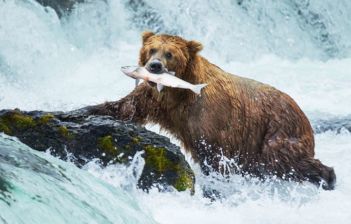 Medvědi na Aljašce