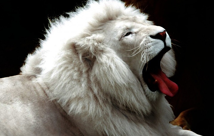 White lion