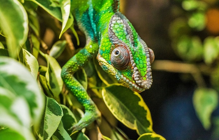 One of many kinds of chameleons