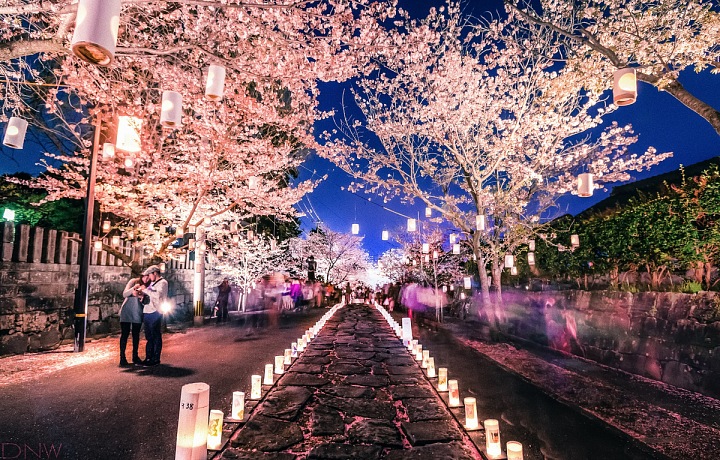 Japonsko a květy sakury