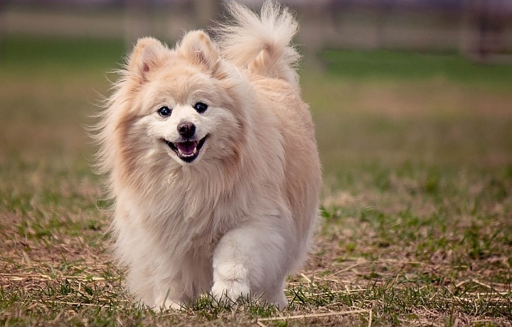 Pomeranian Spitz