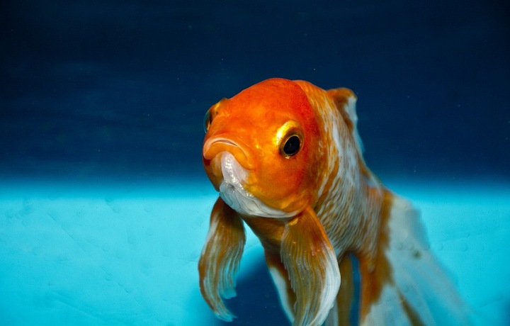 Goldfish will fulfill 3 wishes! Photo by Patrice Alsteen.