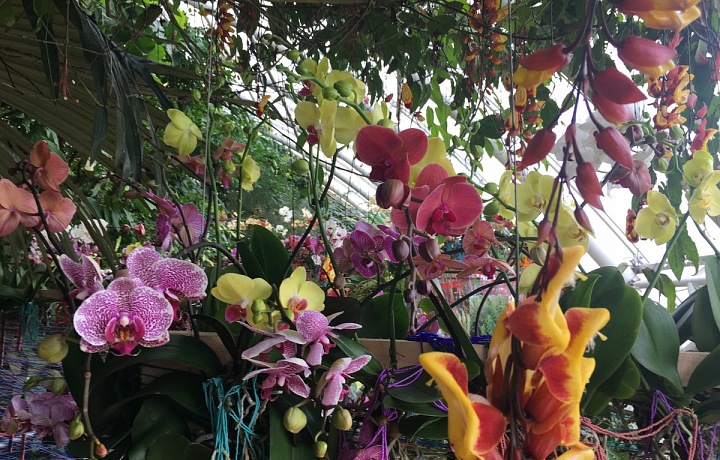 Ve skleníku střídá krása nádheru.
