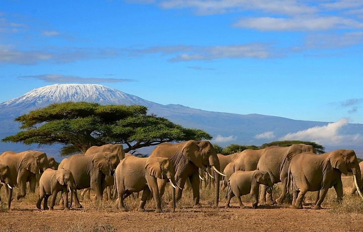 The roof of Africa - Kilimanjaro