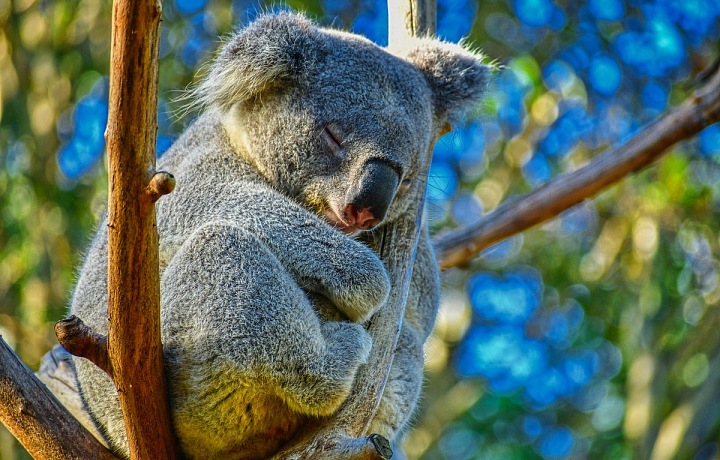 Koaly teď mohou v klidu spát