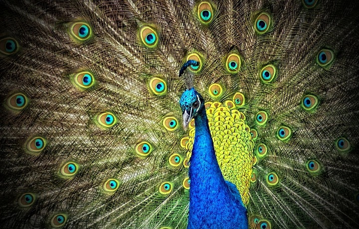 Beautiful Peacock