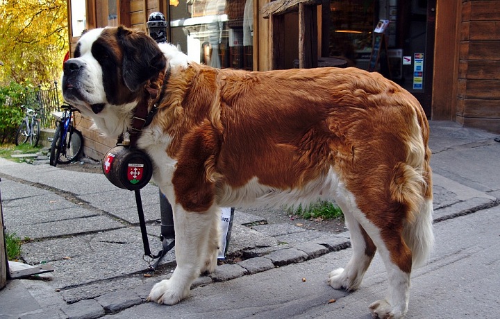 Bernardine: a rescuer with a barrel full of rum?