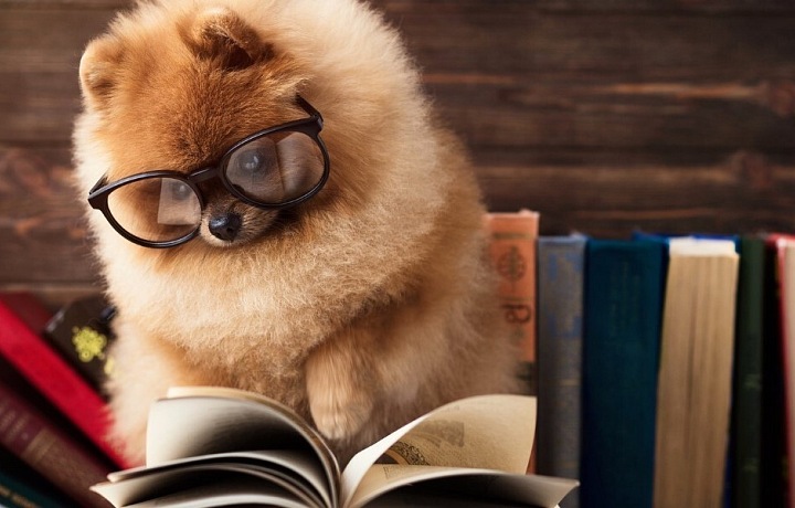 Welcome the Year of the Dog!