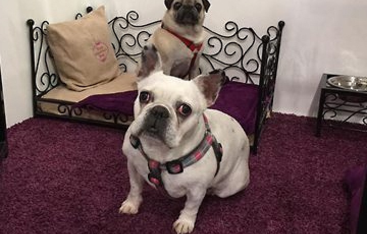 Even animals are entitled to a luxury holiday