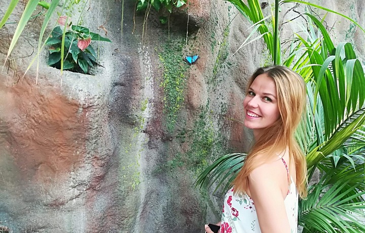 Modrý kousek Morpho peleides