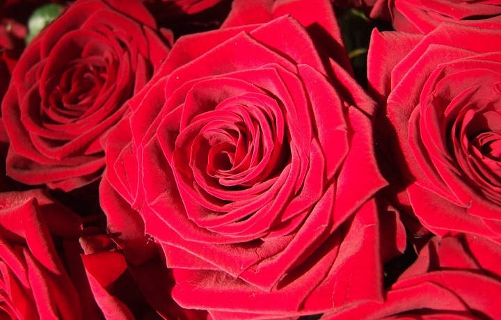 Red rose: fiery love
