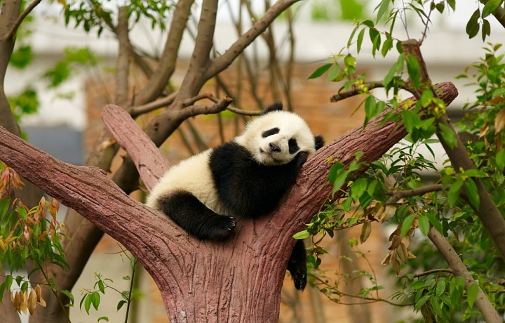 Giant panda in the tree
