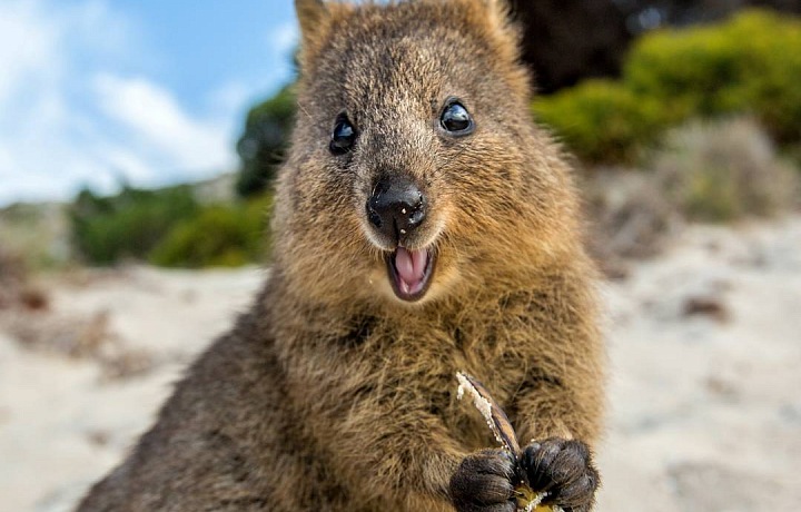 Klokan quokka vás nakazí dobrou náladou! 