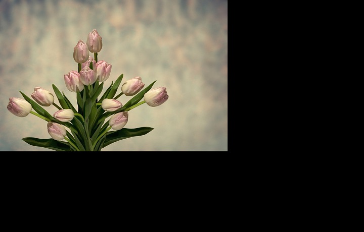 Flowers are the best gift if you don't know what to choose.