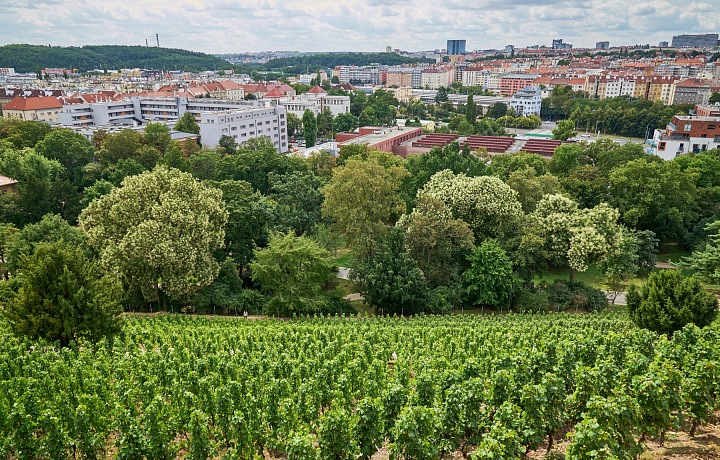 Vinohrady